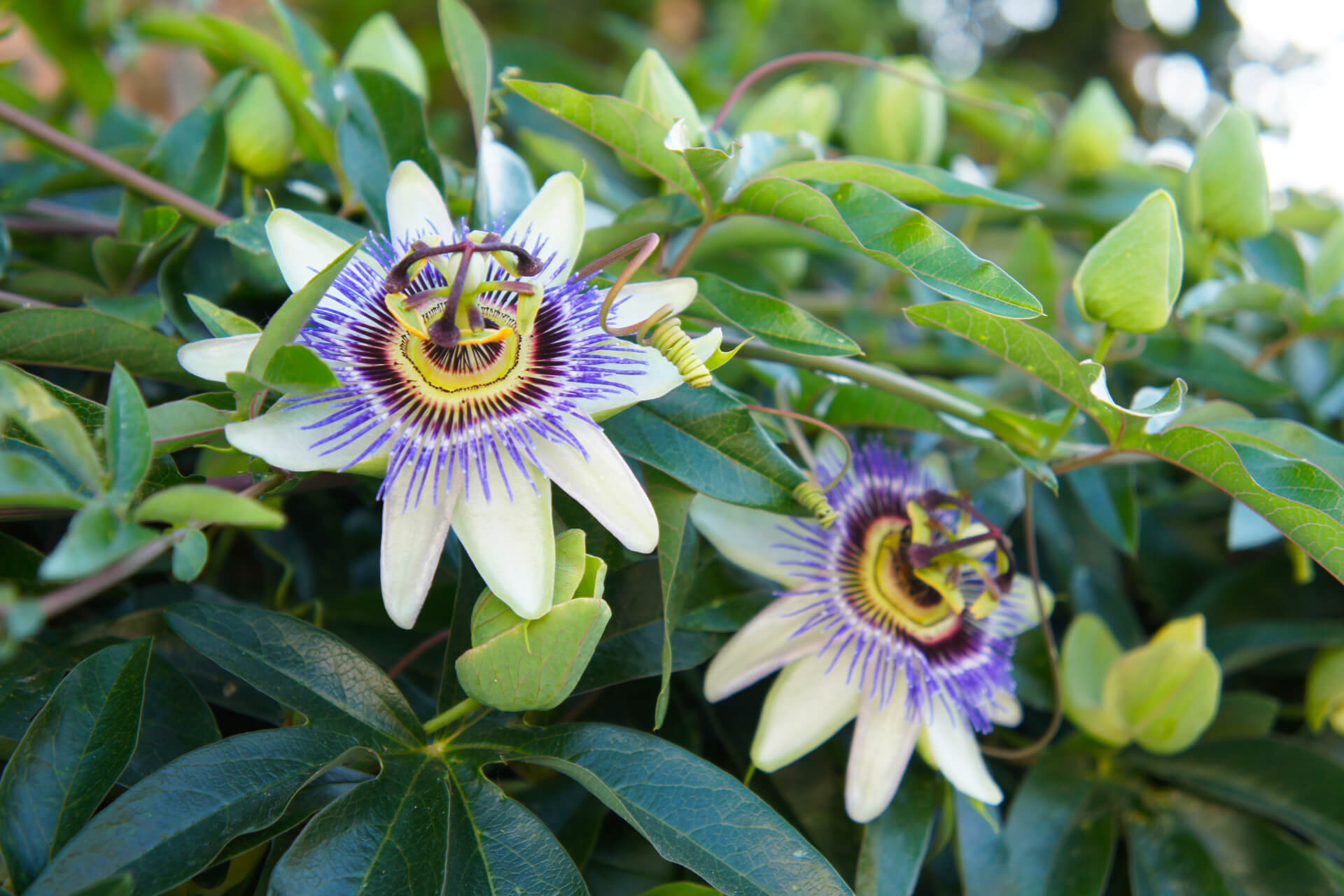 o que é passiflora